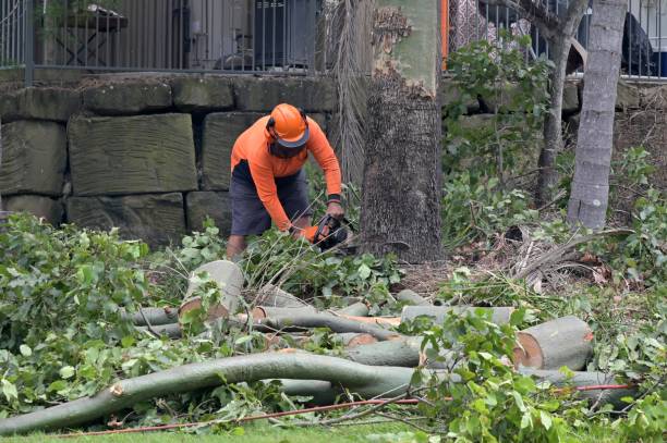 Best Stump Grinding Near Me  in Greenwood, DE